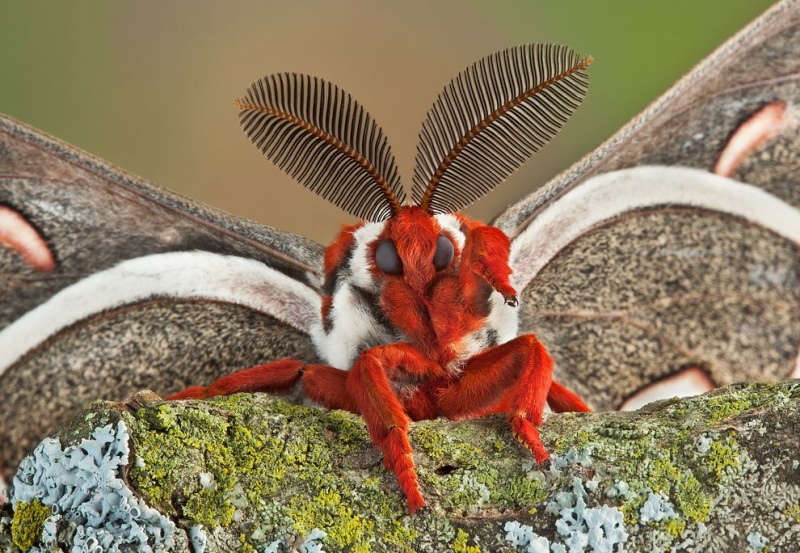 cecropia-moth-face-01.jpg.990x0_q80_crop-smart.jpg